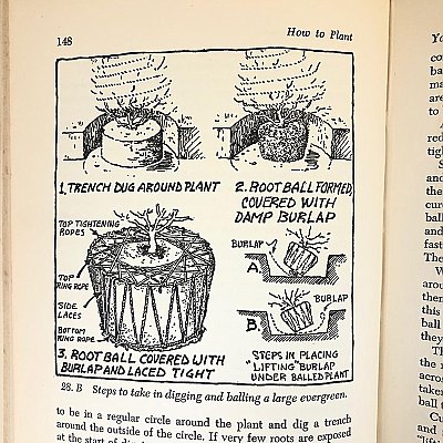 How to Plant Your Home Ground, Trees, Shrubs, Gound Covers, Annuals, Bulbs etc. by Henry Aul