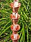 Unfinished Copper Shizuka Cups Rain Chain