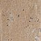 Sedona Multicolor 1-7/8" x 17-3/4" Porcelain Floor & Wall Tile - 32 Tiles Per Case - 8.29 Square Feet