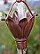 Unfinished Copper Bluebell Cups Rain Chain