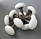 Antique White Porcelain Door Knob Pair